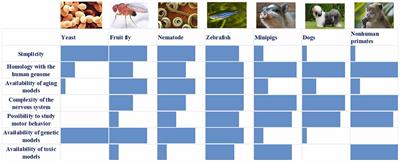 Modeling Parkinson’s Disease: Not Only Rodents?